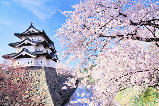 弘前城公園　桜 イメージ