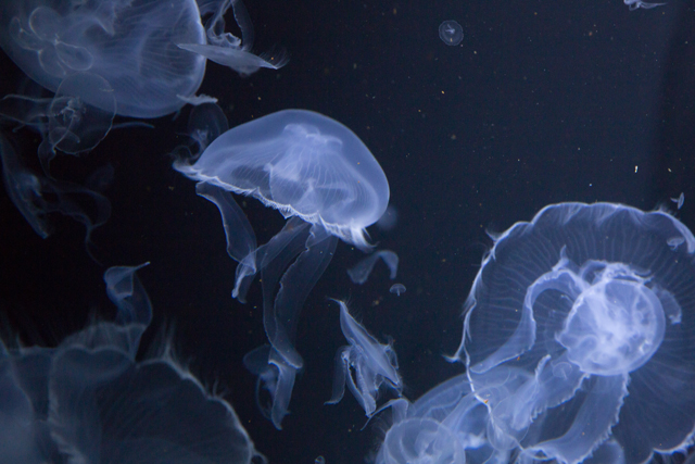 加茂水族館 クラネタリウム（イメージ）