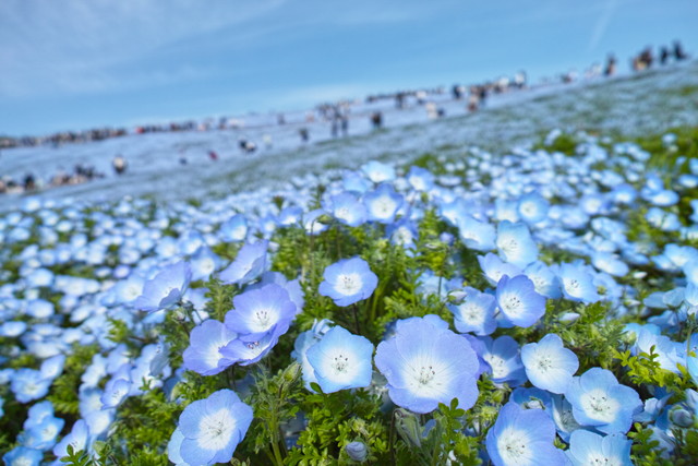 国営ひたち海浜公園ネモフィラ　イメージ