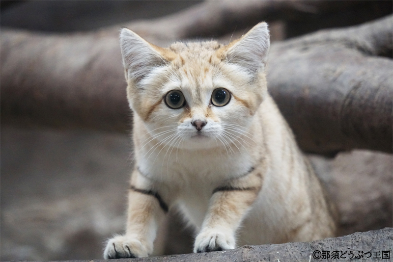 那須どうぶつ王国　スナネコ