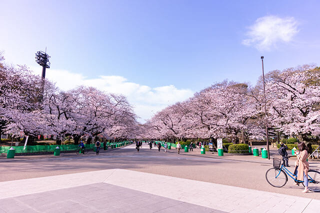上野公園の桜（イメージ）