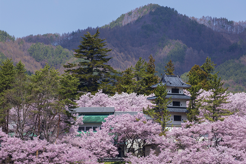 高頭城址公園さくら祭り(イメージ)