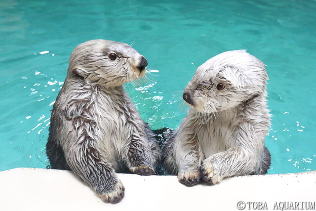 鳥羽水族館ラッコ イメージ