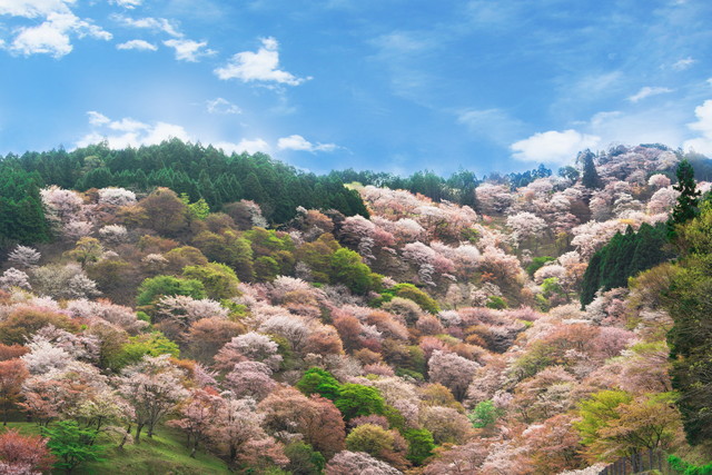 吉野山の桜 イメージ