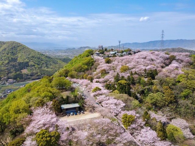 朝日山森林公園　桜（イメージ）
