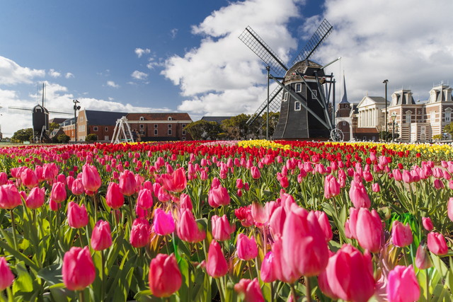 ハウステンボス チューリップのじゅうたんと風車がお出迎え（イメージ）
