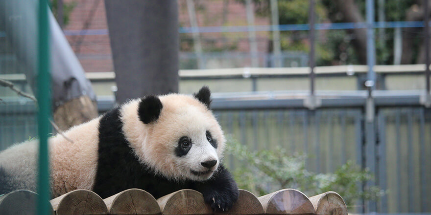 上野動物園