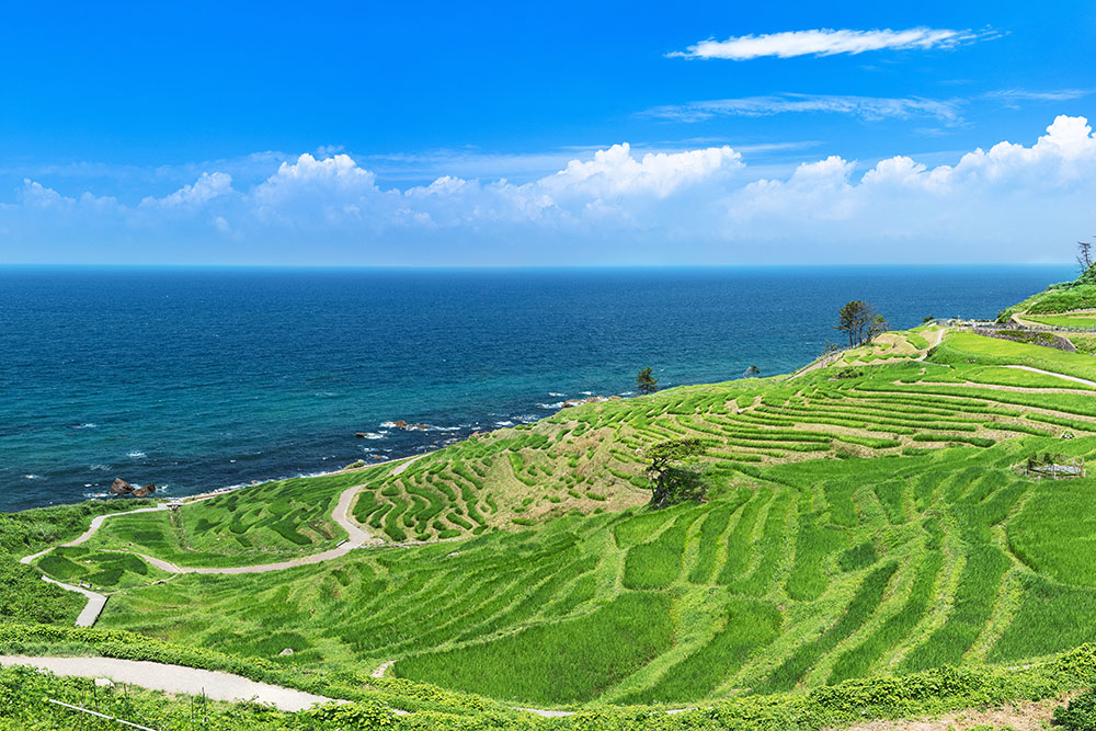 白米千枚田