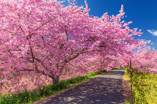 河津桜／イメージ