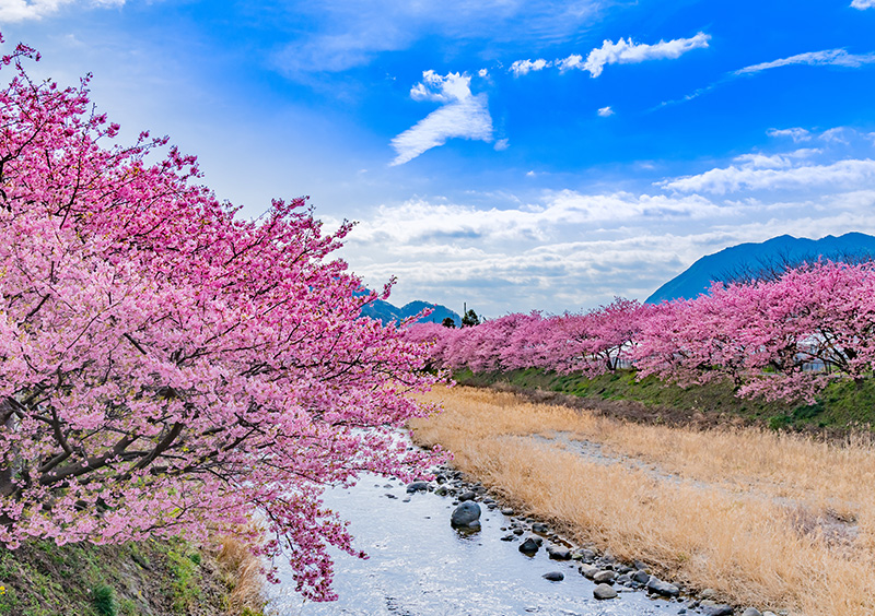 河津桜まつり(イメージ)
