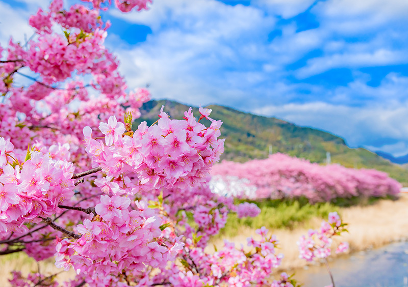 河津桜まつり(イメージ)