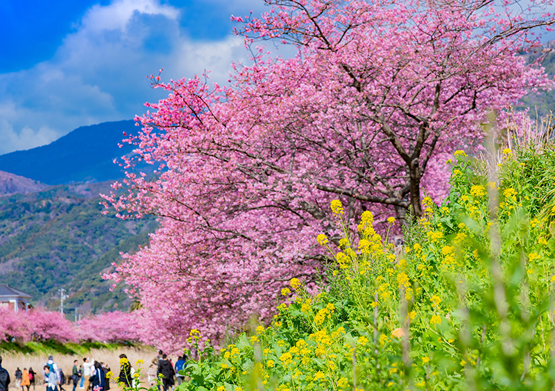 河津桜まつり(イメージ)