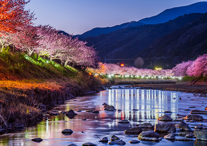 河津桜まつり ライトアップ(イメージ)