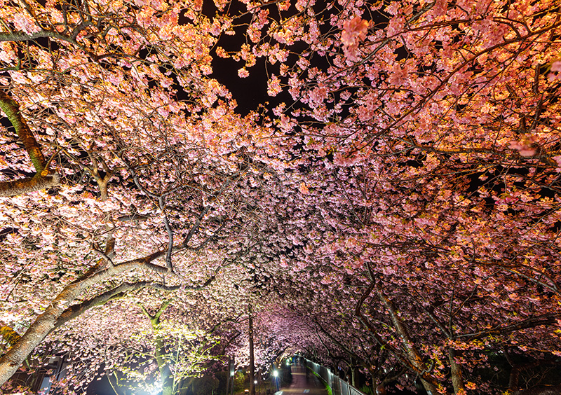 河津桜まつり ライトアップ(イメージ)