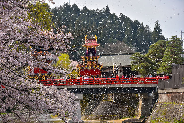春の高山祭　桜