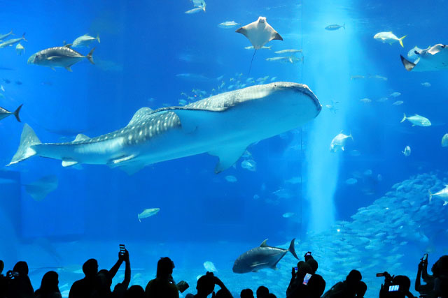 美ら海水族館　イメージ