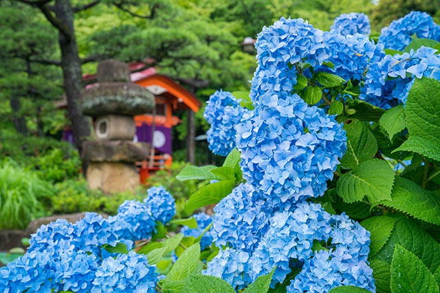 高幡不動尊 金剛寺