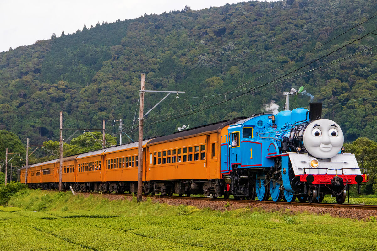 広大な茶畑を走るトーマス号全景