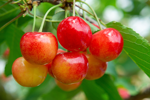 サクランボ狩り イメージ