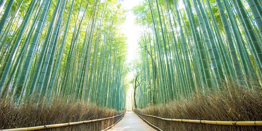 嵐山 竹林の道イメージ