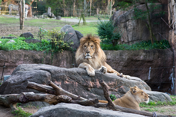 天王寺動物園