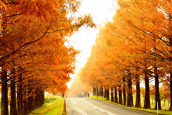 メタセコイヤ並木