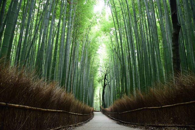 竹林の小径