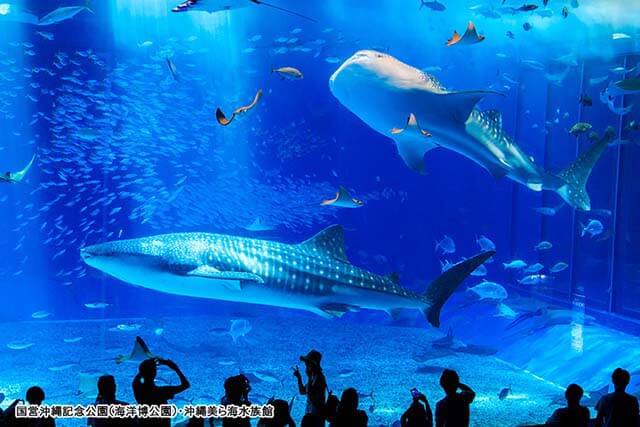 美ら海水族館（イメージ）