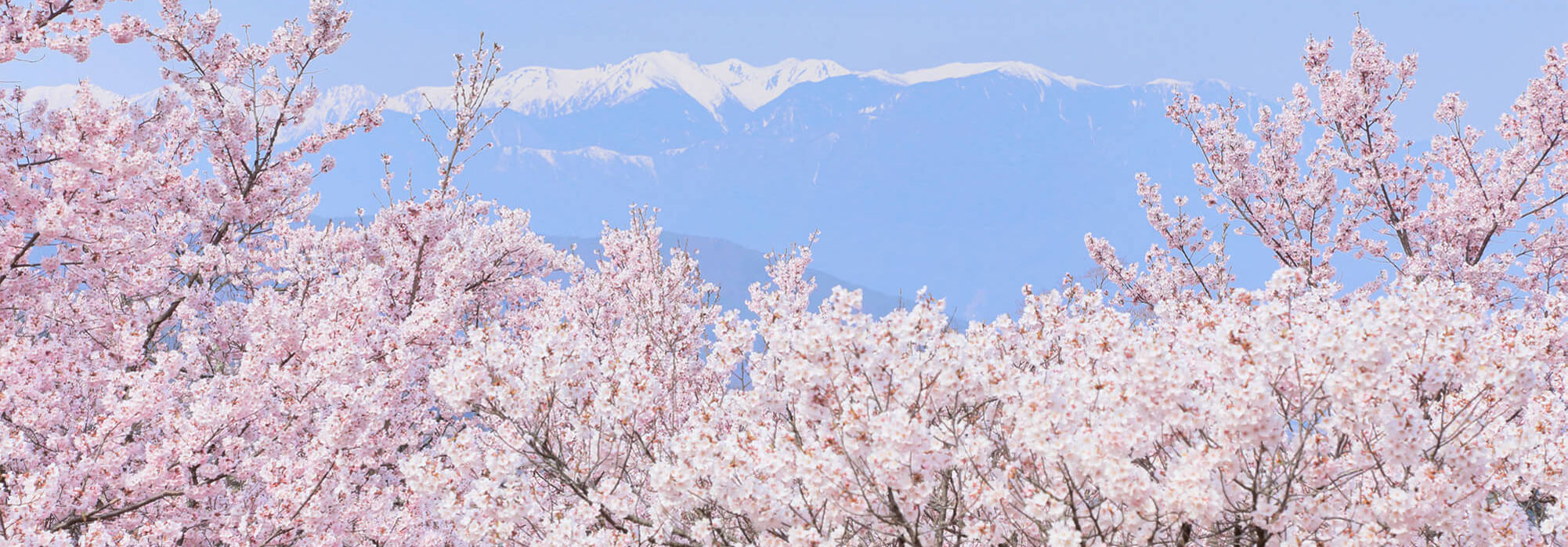 桜　メイン画像