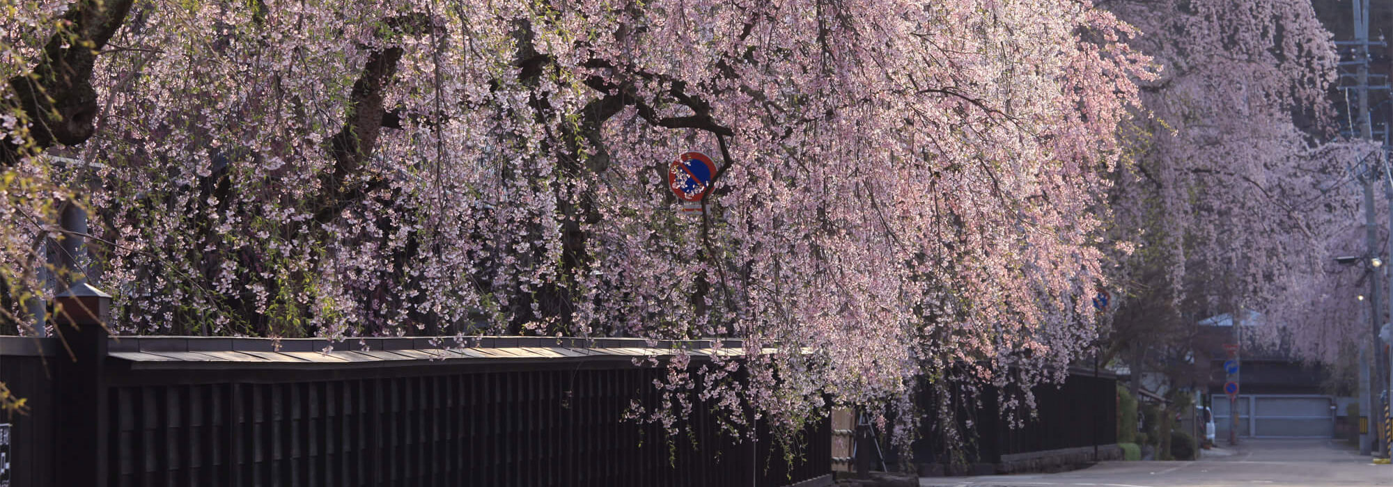 桜　メイン画像