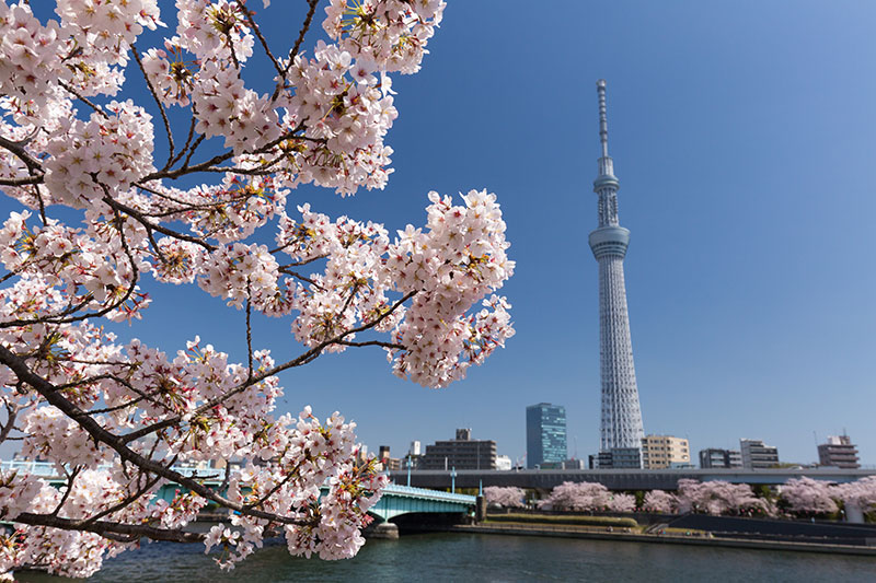 隅田川桜
