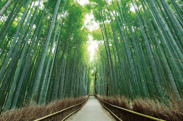 嵯峨の竹林