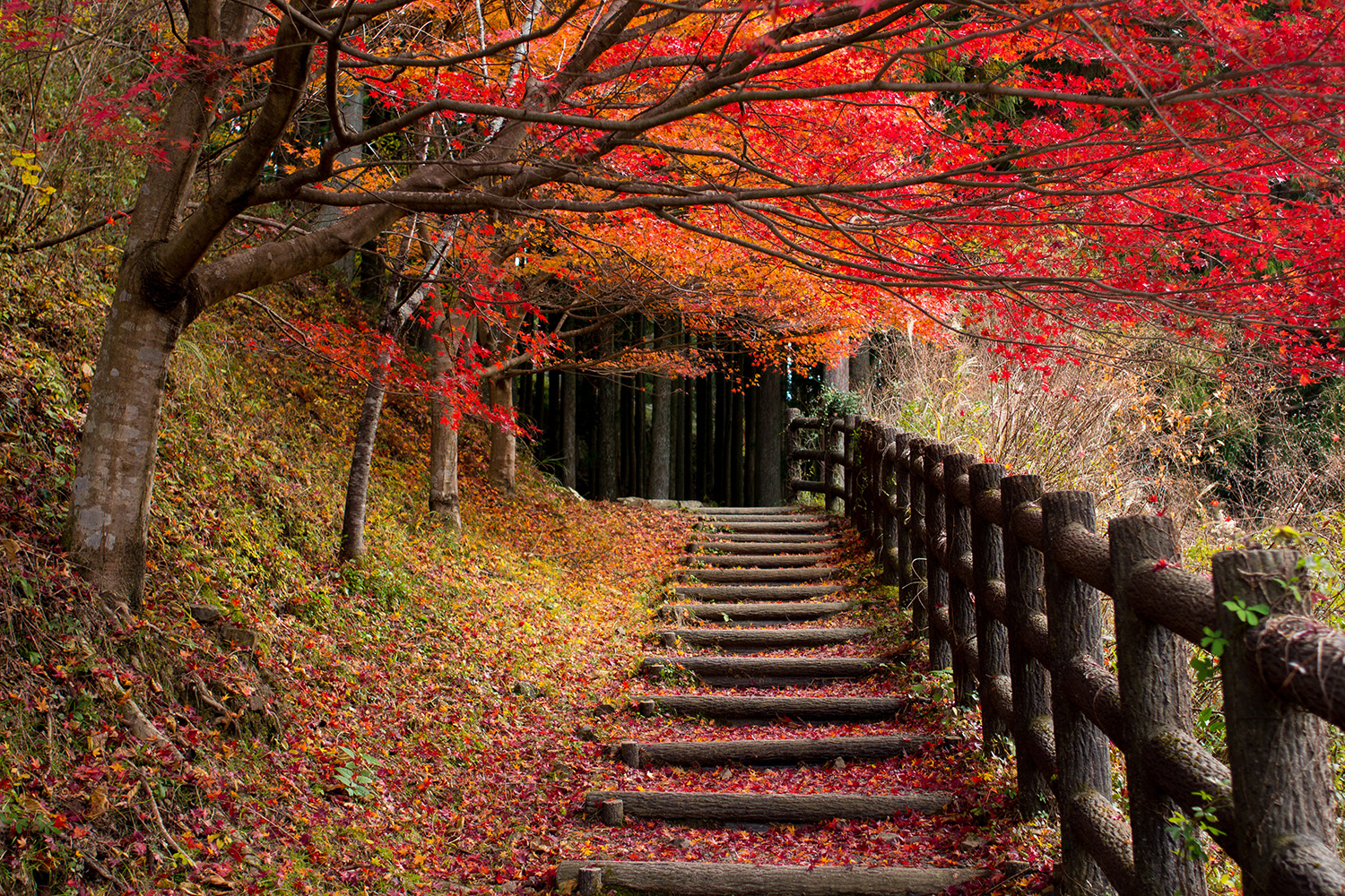 熊野古道
