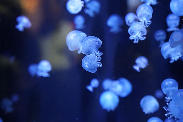 加茂水族館のクラゲ イメージ