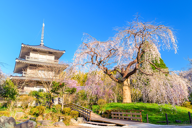 浄専寺しだれ桜
