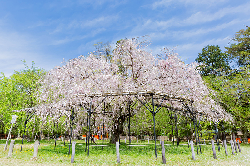 上賀茂神社 桜