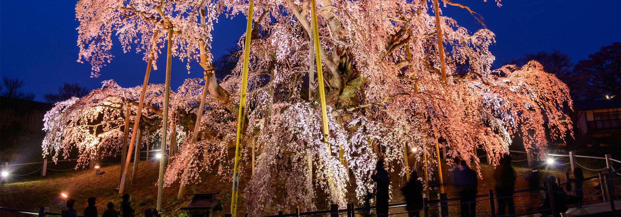 桜　メイン画像