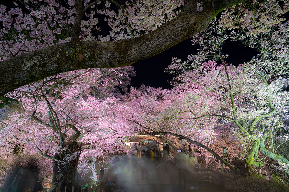 高遠城址公園の桜