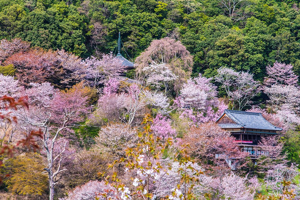 吉野山千本桜