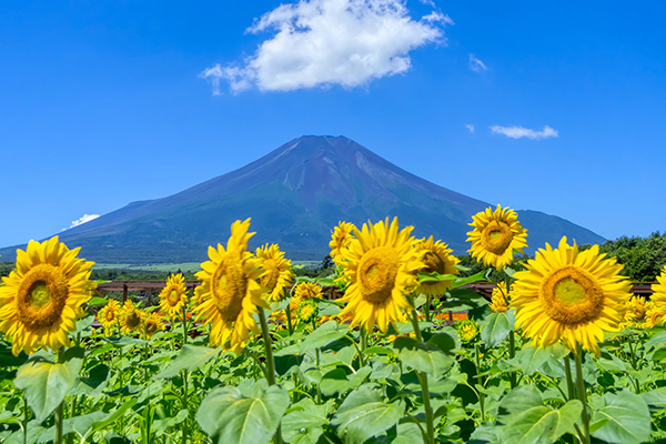 富士山