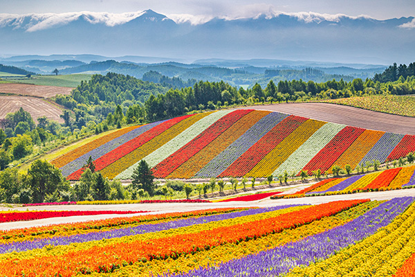 北海道の美瑛