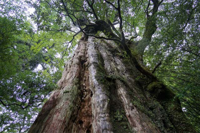 紀元杉 イメージ