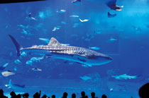 沖縄美ら海水族館