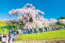 三春の滝桜