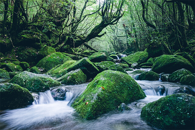 屋久島（鹿児島県）／イメージ