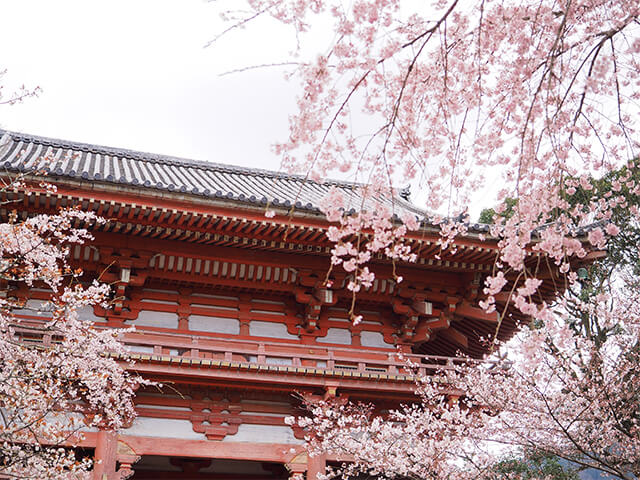 京都の桜 醍醐寺（京都府）／イメージ
