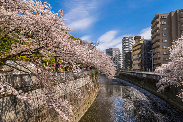 神田川渓谷の桜 イメージ