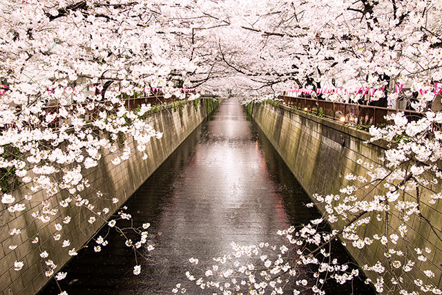 目黒川の桜 イメージ