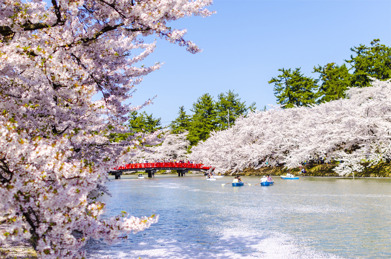弘前公園・桜(青森)