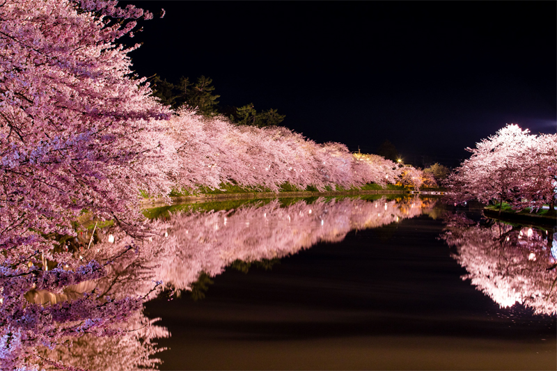 弘前公園・桜・夜景（青森）